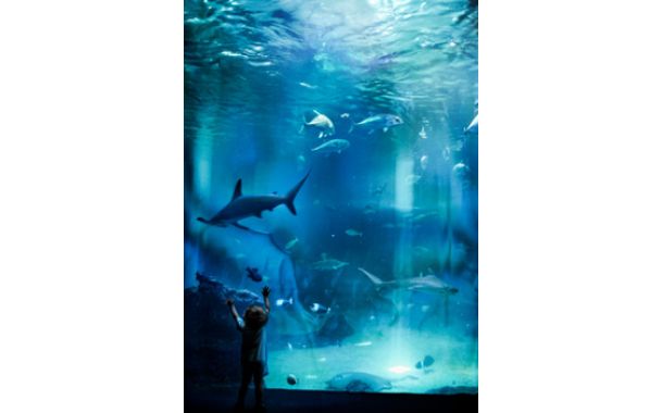 ZOO presentation in Hamburg – Meet the YOOtheme developers